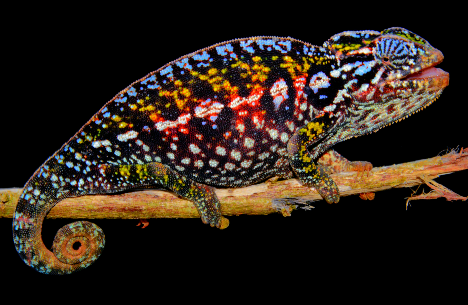 The Most Colourful Species of Chameleons, Furcifer lateralis